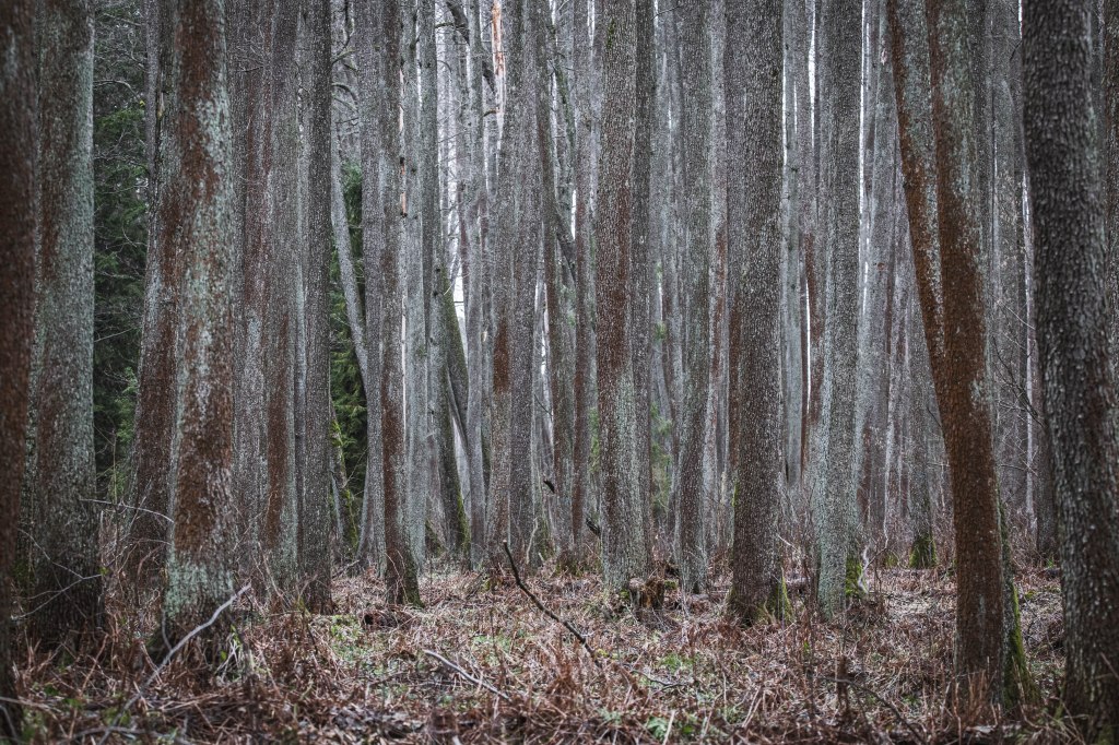 Obrazek posiada pusty atrybut alt; plik o nazwie v4a5006.jpg