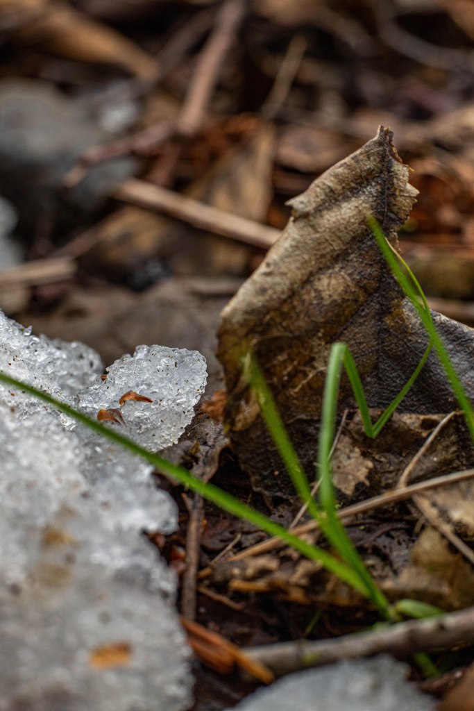 Obrazek posiada pusty atrybut alt; plik o nazwie v4a5016.jpg