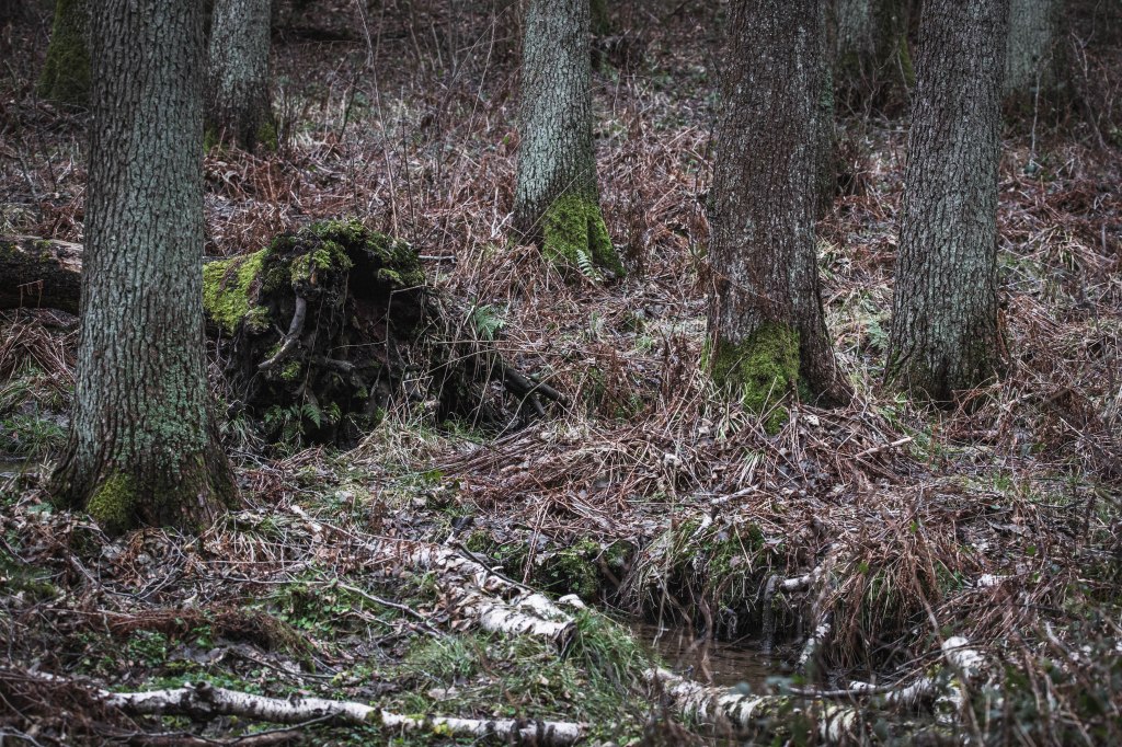 Obrazek posiada pusty atrybut alt; plik o nazwie v4a5053.jpg