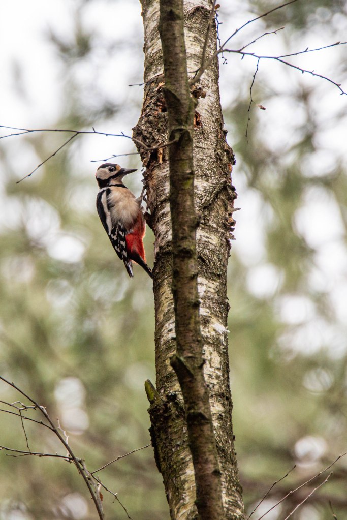 Obrazek posiada pusty atrybut alt; plik o nazwie v4a5103.jpg