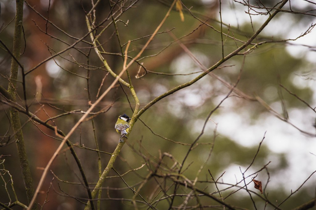 Obrazek posiada pusty atrybut alt; plik o nazwie v4a5187.jpg