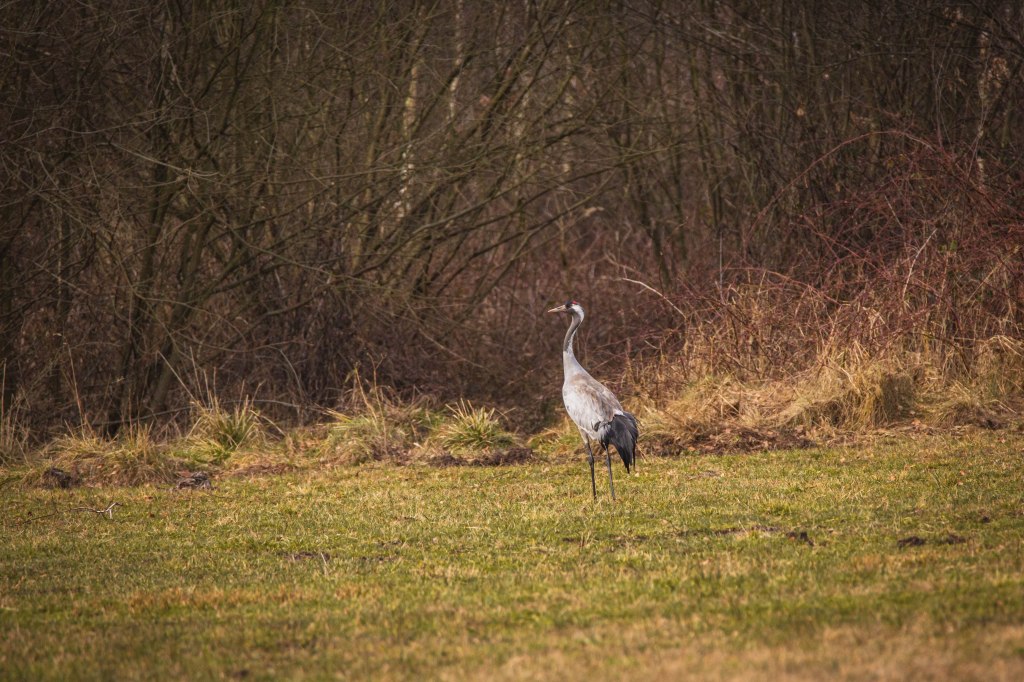 Obrazek posiada pusty atrybut alt; plik o nazwie v4a5202.jpg