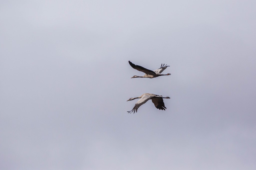 Obrazek posiada pusty atrybut alt; plik o nazwie v4a5230.jpg