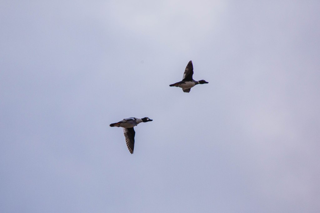 Obrazek posiada pusty atrybut alt; plik o nazwie v4a5315.jpg