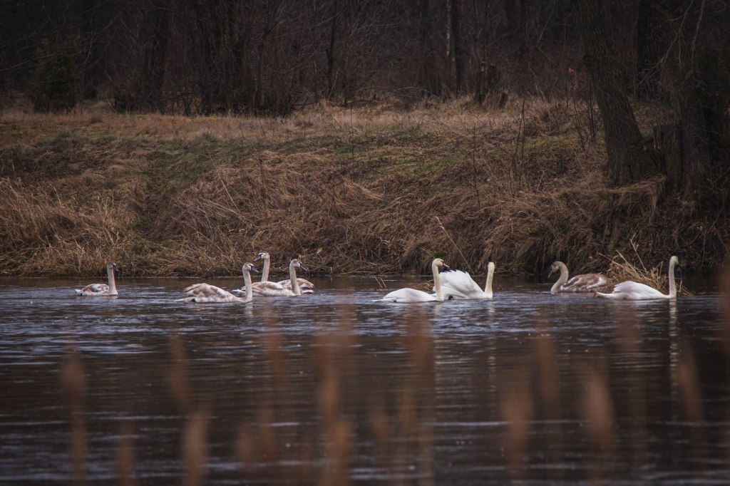 Obrazek posiada pusty atrybut alt; plik o nazwie v4a5354.jpg