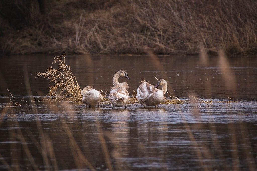 Obrazek posiada pusty atrybut alt; plik o nazwie v4a5412.jpg